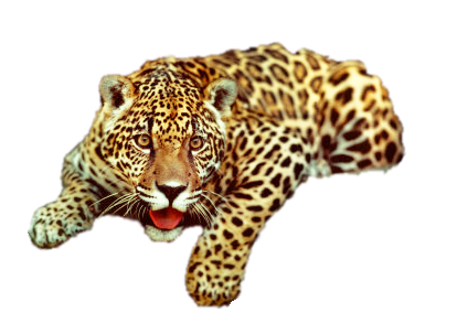 leopard_205.png