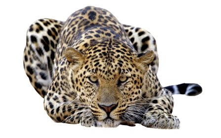 leopard_206.png