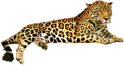 leopard_208.png