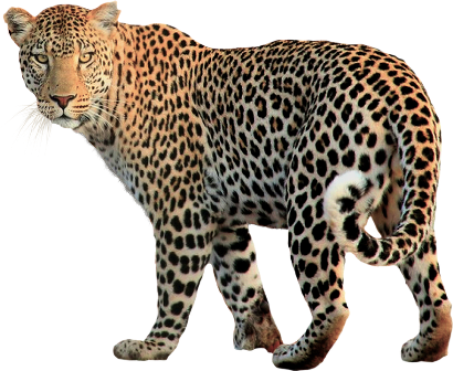 leopard_209.png