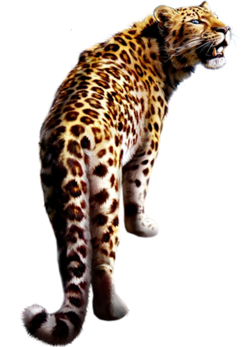 leopard_21.png
