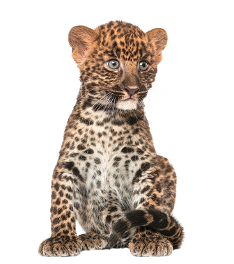 leopard_215.png