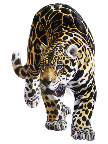leopard_23.png