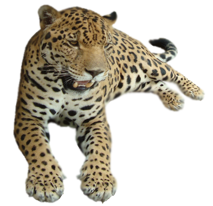 leopard_25.png