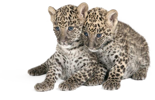 leopard_3.png