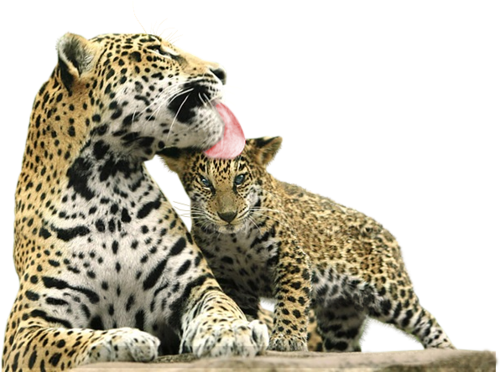 leopard_40.png