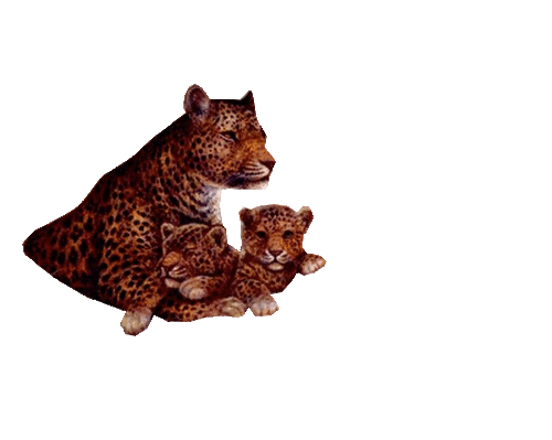 leopard_43.gif