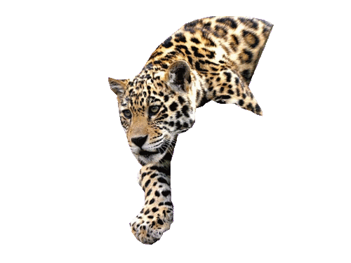leopard_44.gif