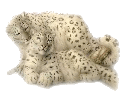 leopard_46.png