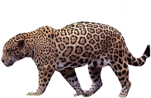 leopard_47.gif