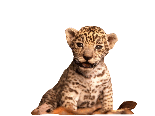 leopard_48.gif