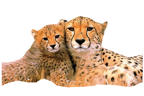 leopard_50.gif