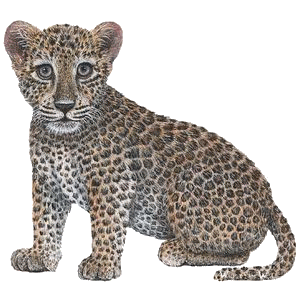 leopard_51.gif