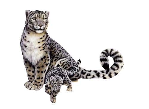 leopard_52.gif