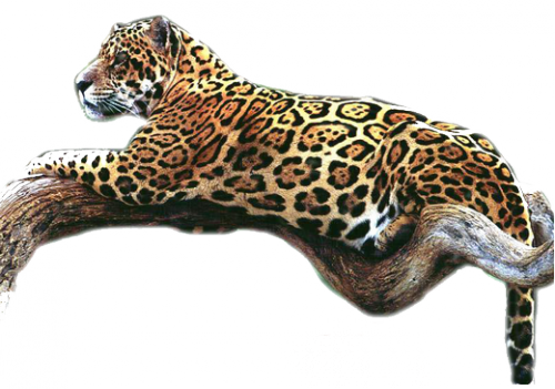 leopard_58.png