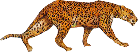leopard_6.png