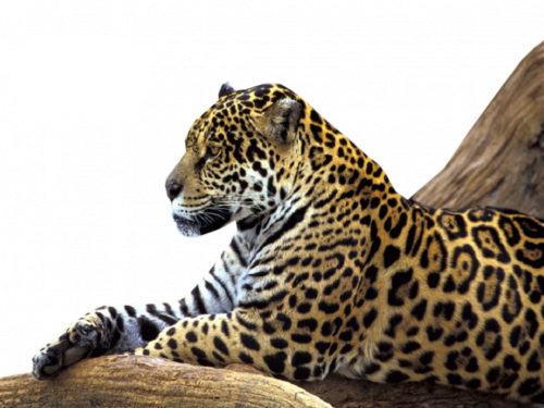 leopard_60.png