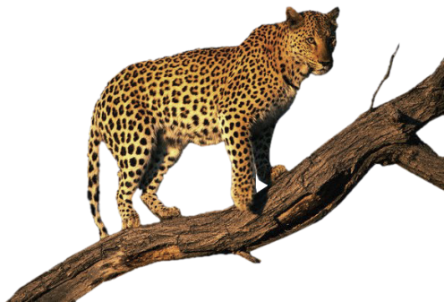 leopard_61.png