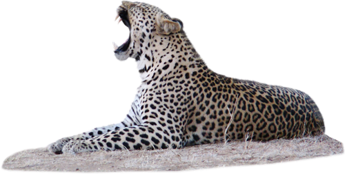 leopard_64.png