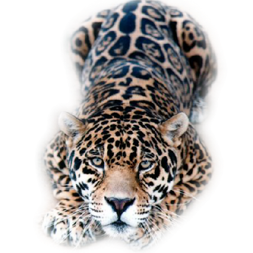 leopard_66.png