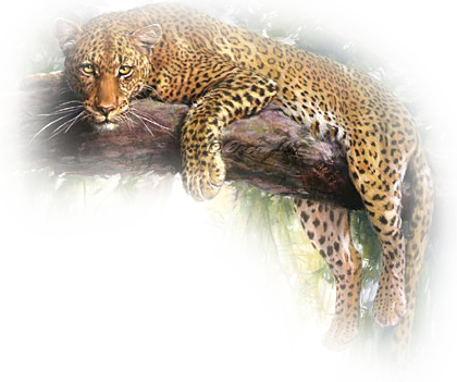 leopard_67.png