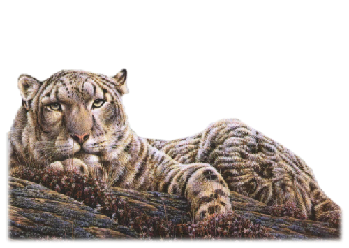 leopard_68.png