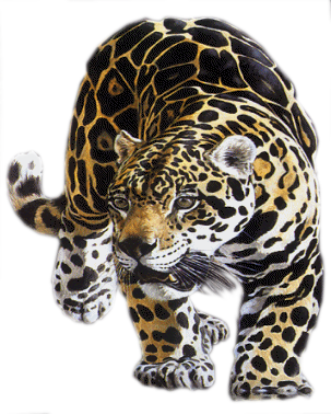 leopard_69.png