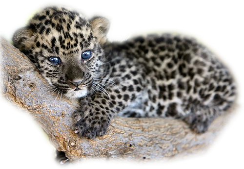 leopard_74.png