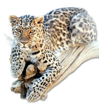leopard_76.png