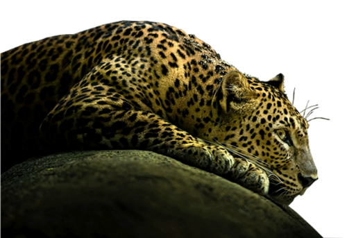 leopard_8.png