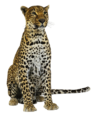 leopard_80.gif