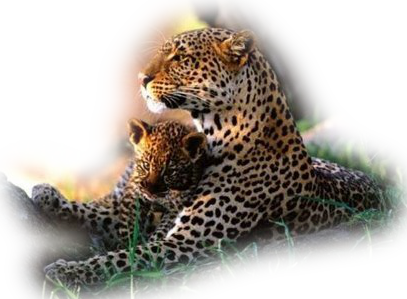 leopard_81.png