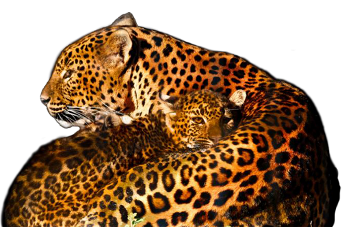 leopard_83.png