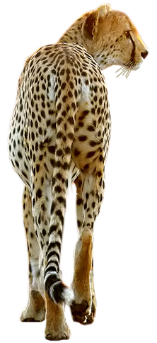 leopard_85.png