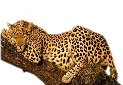 leopard_9.png