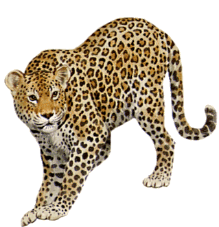 leopard_90.png