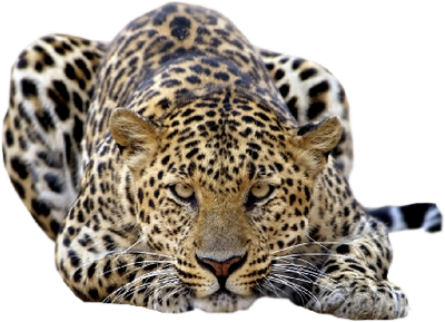 leopard_91.png