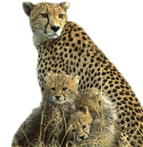 leopard_92.png
