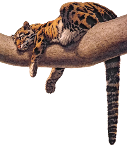 leopard_95.png