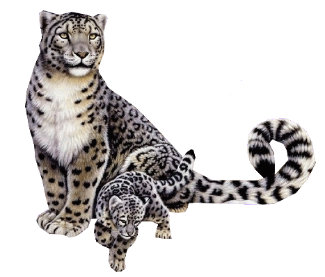 leopard_96.gif