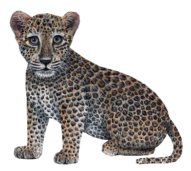 leopard_98.png