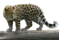 leopard_10
