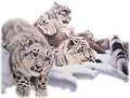 leopard_104