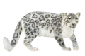 leopard_11