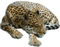 leopard_110