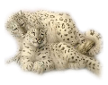 leopard_111