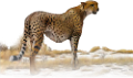 leopard_112