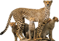 leopard_114