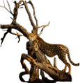 leopard_117