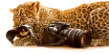 leopard_118
